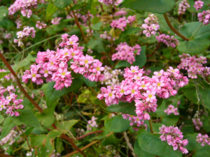 赤そばの花