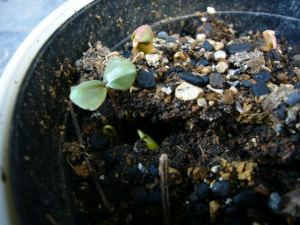 赤そばの芽 赤そばの芽